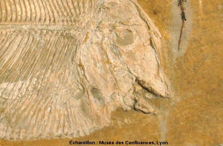 Détail de la tête de Proscinetes bernardi, poisson pycnodonte du Kimmeridgien, carrière de Cerin (Ain)