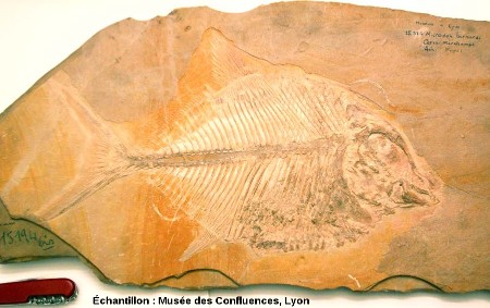 Autre Proscinetes bernardi, poisson pycnodonte du Kimmeridgien, carrière de Cerin (Ain)
