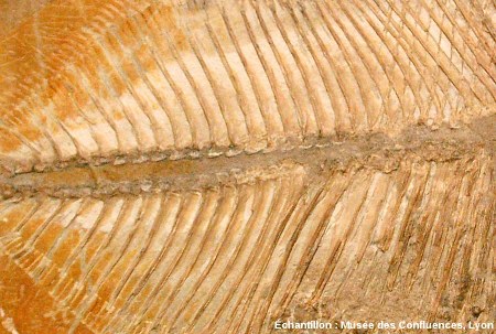 Détail de la colonne vertébrale de Proscinetes bernardi, poisson pycnodonte du Kimmeridgien, carrière de Cerin (Ain)