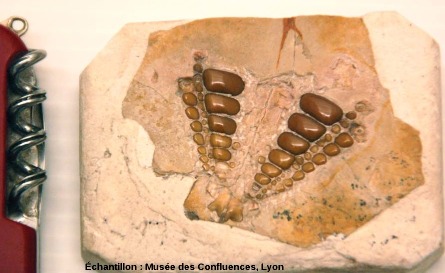 Dentition supérieure et la voûte palatine (vue par dessous) d'un Proscinetes bernardi, poisson pycnodonte du Kimmeridgien, carrière de Cerin (Ain)