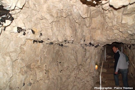 Détail d'une strate particulièrement riche en rognons de silex dans la craie du Turonien supérieur – Coniacien, cité souterraine de Naours, Somme