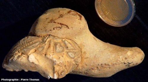 Oursin fossile partiellement englobé par un rognon de silex, trouvé dans la région de Naours, Somme