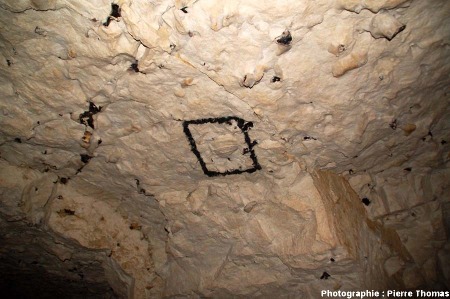 Inoceramus sp. (entouré de peinture noire), cité souterraine de Naours, Somme