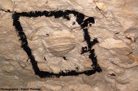 Inoceramus sp. (entouré de peinture noire), cité souterraine de Naours, Somme