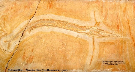 Un autre Belonostomus tenuirostris, poisson fossile du Kimmeridgien, carrière de Cerin (Ain)