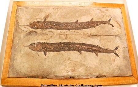 Empreinte et contre-empreinte d'un Belonostomus tenuirostris, poisson fossile du Kimmeridgien, Saint Germain les Paroisses (Ain)