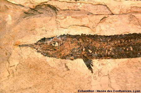 Détail de la tête et des nageoires pectorales d'un Belonostomus tenuirostris, poisson fossile du Kimmeridgien, Saint Germain les Paroisses (Ain)
