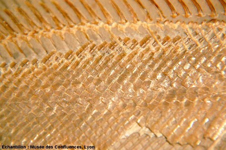 Détail des écailles ganoïdes et du départ des rayons de la nageoire dorsale d'un Macrosemius rostratus, Kimmeridgien, carrière de Cerin (Ain)
