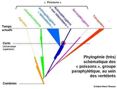 Phylogénie (très) schématique du groupe paraphylétique des poissons