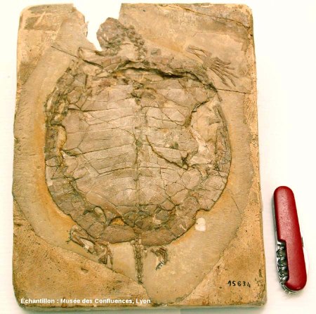 Fossile d'Idiochelys fitzengeri, tortue kimméridgienne de Cerin (Ain)