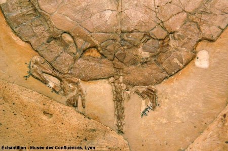 Détail d'une partie postérieure d'Idiochelys fitzengeri, tortue kimméridgienne de Cerin (Ain)