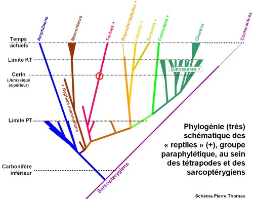 Phylogénie (très) schématique des "reptiles", groupe paraphylétique, au sein des Tétrapodes et des Sarcoptérygiens