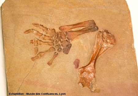 Membre d'Eurysternum crassipes, tortue kimméridgienne de Cerin (Ain)