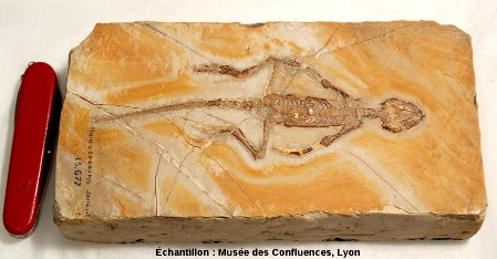 Un Homoeosaurus maximiliani, Rhynchocéphale du Kimméridgien de Cerin (Ain)
