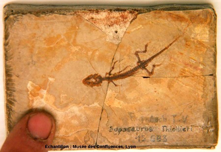 Euposaurus thiollieri, petit Rhynchocéphale (5 cm de long) du Kimméridgien de Cerin (Ain)
