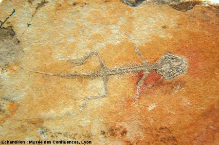 Euposaurus cirinensis, autre petit Rhynchocéphale (7 cm de long) du Kimméridgien de Cerin (Ain)