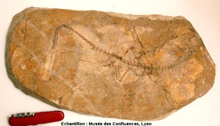 Leptosaurus pulchellus, Rhynchocéphale de taille moyenne du Kimméridgien de Cerin (Ain)