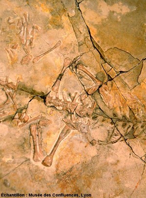 Détail de la ceinture postérieure de Leptosaurus pulchellus, Rhynchocéphale de taille moyenne du Kimméridgien de Cerin (Ain)