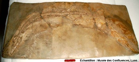 Pleurosaurus goldfussi, Rhynchocéphale de très grande taille (90 cm de long) du Kimméridgien de Cerin (Ain)