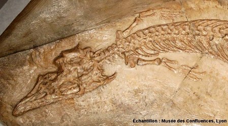 Détail de la région antérieure de Pleurosaurus goldfussi, Rhynchocéphale du Kimméridgien de Cerin (Ain)