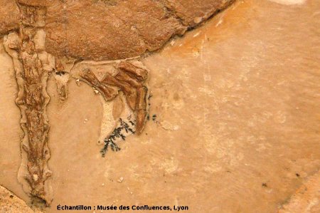 Dendrite sur la patte arrière d'Idiochelys fitzengeri, tortue du Kimméridgien de Cerin (Ain)