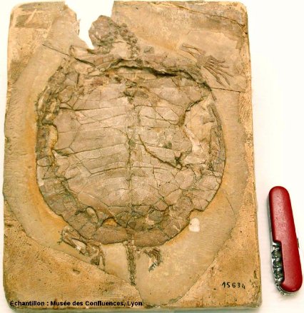 Vue d'ensemble d'un spécimen d'Idiochelys fitzengeri, tortue du Kimméridgien de Cerin (Ain)