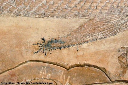 Dendrites d'oxydes de manganèse autour de la nageoire pectorale d'un Eugnatus praelongus, Actinoptérygien non téléostéen du Kimméridgien de Cerin (Ain)