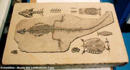 Plaque de calcaire lithographique de Cerin (Ain) ayant servi de matrice pour des reproductions de planches de dessins de fossiles