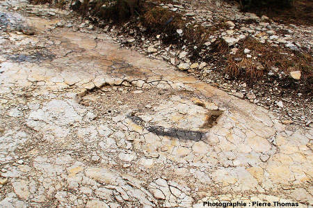 Empreinte de pied de dinosaure sauropode, gisement de Plagne (Ain)