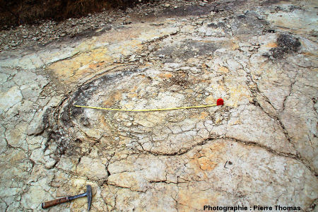 Une autre empreinte de pied de dinosaure sauropode, gisement de Plagne (Ain)