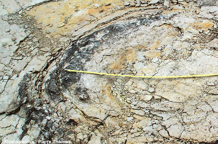 Une autre empreinte de pied de dinosaure sauropode, gisement de Plagne (Ain)