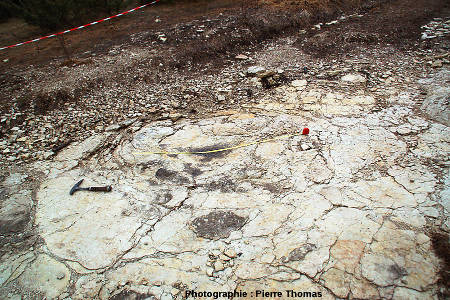 Autre empreinte de pied de dinosaure sauropode, gisement de Plagne (Ain)