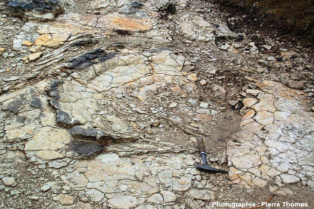 Détail d'une empreinte de dinossaure sauropode, site de Plagne (Ain)