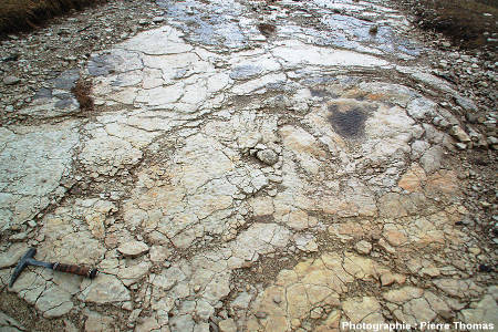 Une empreinte de dinosuare sauropode, gisement de Plagne (Ain)