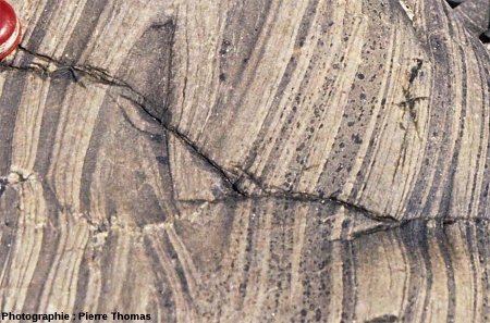 Détail de plis de l'encaissant, contact Sud du granite de Ploumanac'h, l'île Milliau, Trébeurden, Côtes d'Armor