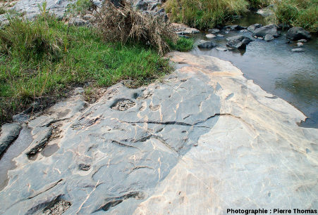 Autre secteur, contact granite de Theespruit / encaissant amphibolitique traversé de multiples filonnets mais sans bréchification importante, Elukwatini (Afrique du Sud)