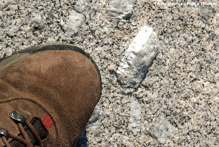 Phénocristal maclé d'orthose, granodiorite du Monte Capanne au Capo San Andrea, île d'Elbe (Italie)