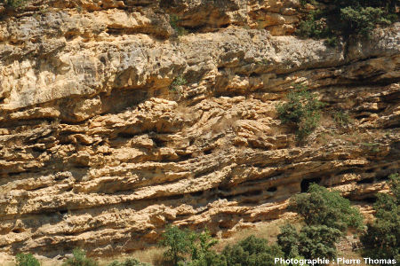 Stratifications « ondulées » (slumps ? ) dans la partie Sud de la falaise de Piolenc (Vaucluse)