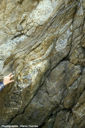 Grosses lentilles de granite au sein des migmatites du Pouligen (Loire Atlantique)