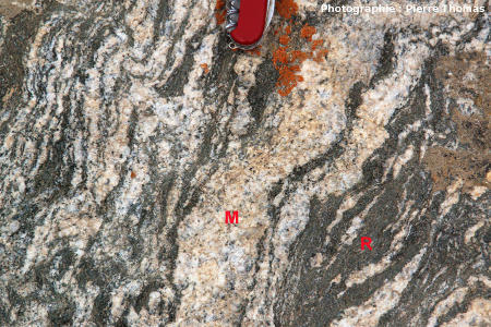 Début de séparation entre magma granitique (M) et résidu surmicacé (R) dans une migmatite de l'Altaï Mongol