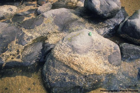 Autre site montrant de nombreuses enclaves de gabbro (de toutes tailles) dans le granite de Ploumanac'h, Baie de Sainte Anne, Trégastel (Côtes d'Armor)