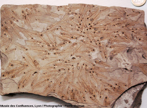 Plaque de calcaire marneux exceptionnellement riche en fossiles de Lebias cephalotes, poisson lacustre de la famille des Cyprinodontidae, Oligocène terminal du bassin d'Aix en Provence