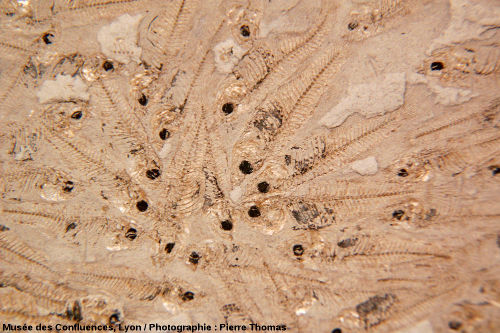 Plaque de calcaire marneux exceptionnellement riche en fossiles de Lebias cephalotes, poisson lacustre de la famille des Cyprinodontidae, Oligocène terminal du bassin d'Aix en Provence