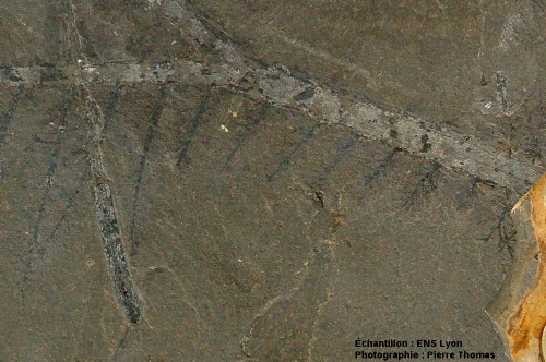 Détail de branche de conifère du Permien basal, Walchia piniformis probable, carrière de Loiras, Le Bosc, Hérault