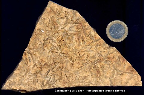 Plan de stratification d'une pélite permienne montrant des empreintes (en creux) de cristaux (en forme d'aiguilles) maintenant disparus, carrière de Loiras, Le Bosc, Hérault