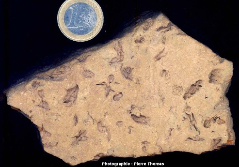 Échantillon de pelites permiennes de Loiras montrant des pseudomorphoses, vue d'une surface de stratification