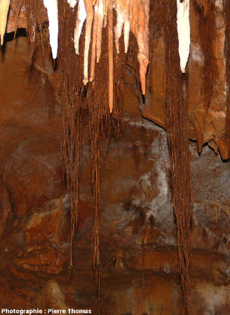 Un deuxième secteur du plafond de la grotte du Bosc, Saint-Antonin Noble-Val, Tarn et Garonne