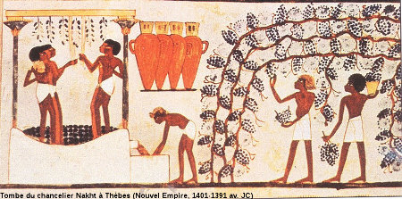Vendanges sous la XVIIIème dynastie (1590-1390 av. JC) en Égypte