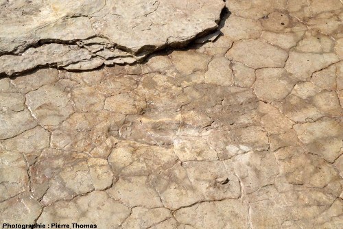 L'une des 3 empreintes de théropode de la deuxième piste découverte à Plagne lors des fouilles de 2011