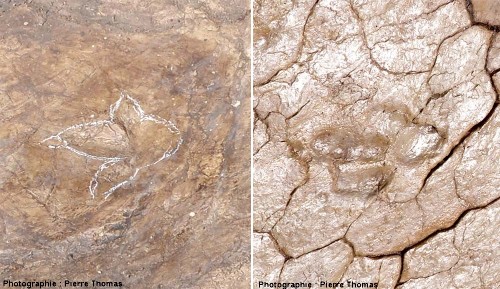 Comparaison des deux types d'empreintes de théropode, séparées de 20 cm dans la pile stratigraphique, trouvées à Plagne (Ain)